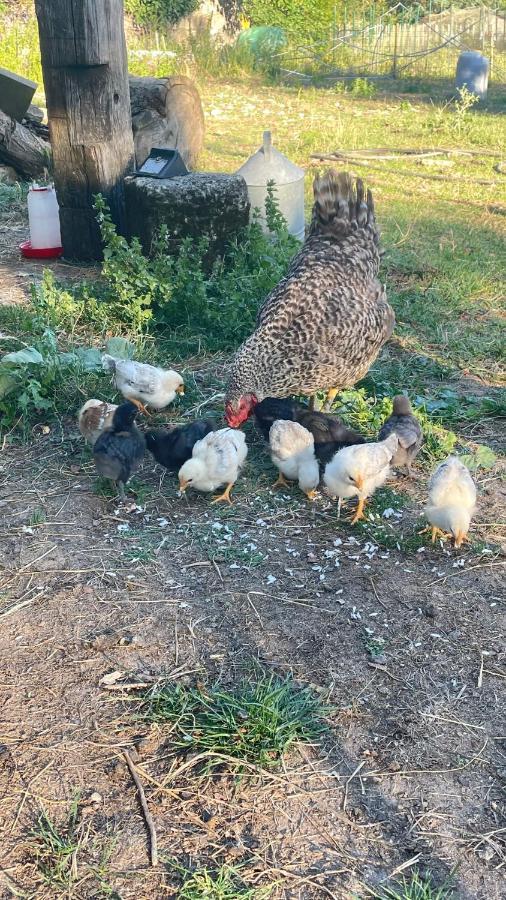 مبيت وإفطار Les Artigues-de-Lussac Aux Abris Des Vents D'Anges المظهر الخارجي الصورة
